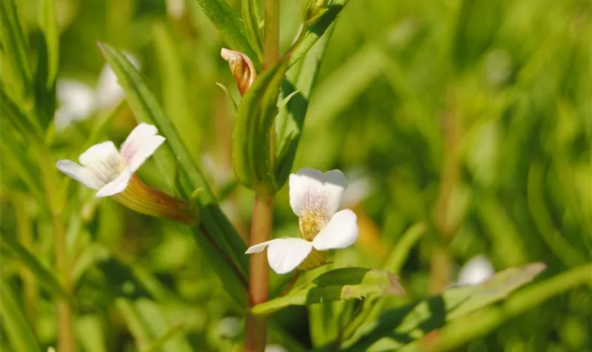 Gratiola officinalis