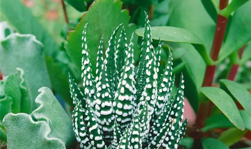 Haworthia margaritifera