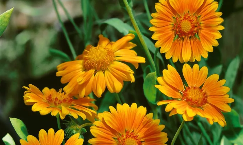 Gaillardia x grandiflora 'Oranges and Lemons'