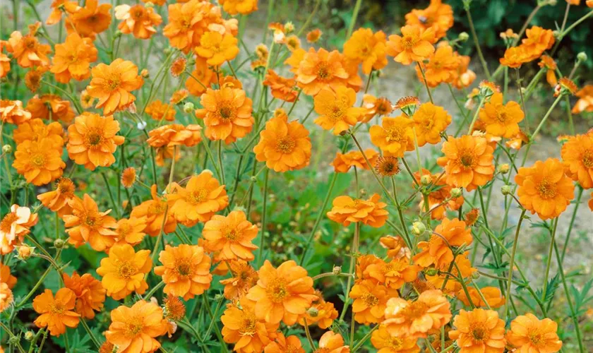 Geum 'Prinses Juliana'