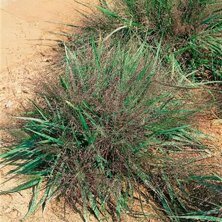 Eragrostis spectabilis 'Purple Love'