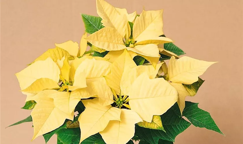 Weihnachtsstern 'Lemon Drop'