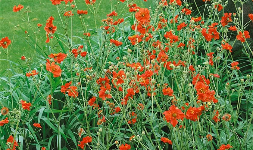 Geum chiloense 'Mrs. Bradshaw'