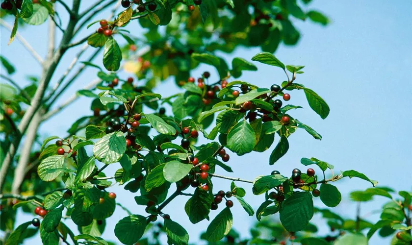 Gemeiner Faulbaum