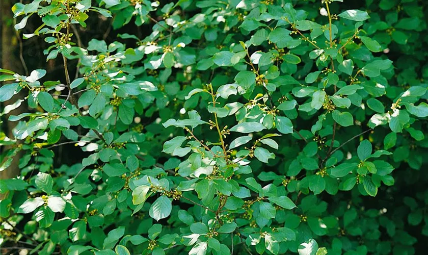 Frangula alnus 'Compacta'