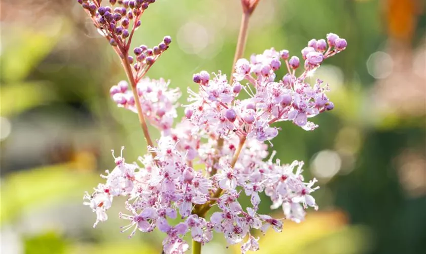 Garten-Mädesüß 'Venusta'