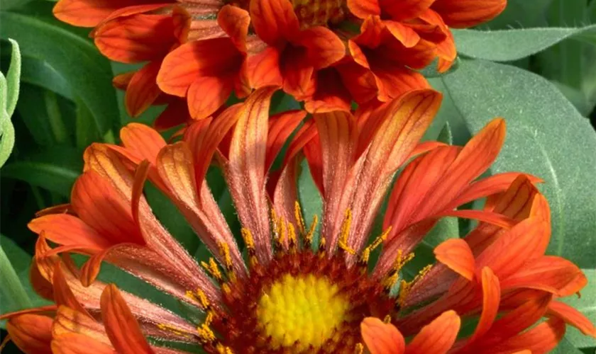 Gaillardia x grandiflora 'Tizzy'®