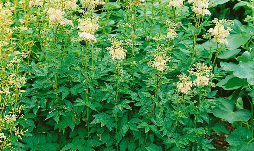 Filipendula ulmaria 'Plena'