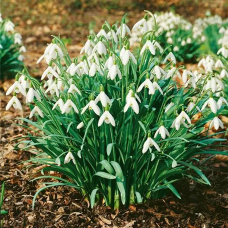 Galanthus nivalis