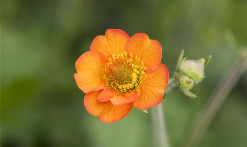 Geum chiloense 'Totally Tangerine'