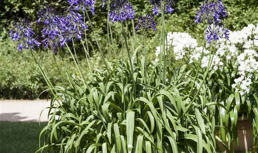 Agapanthus africanus 'Lapis Lazuli'