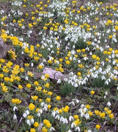 Vergessene Blumenzwiebeln im Frühjahr setzen