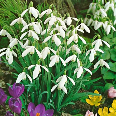 Kleine Schneeglöckchen 'Atkinsi'