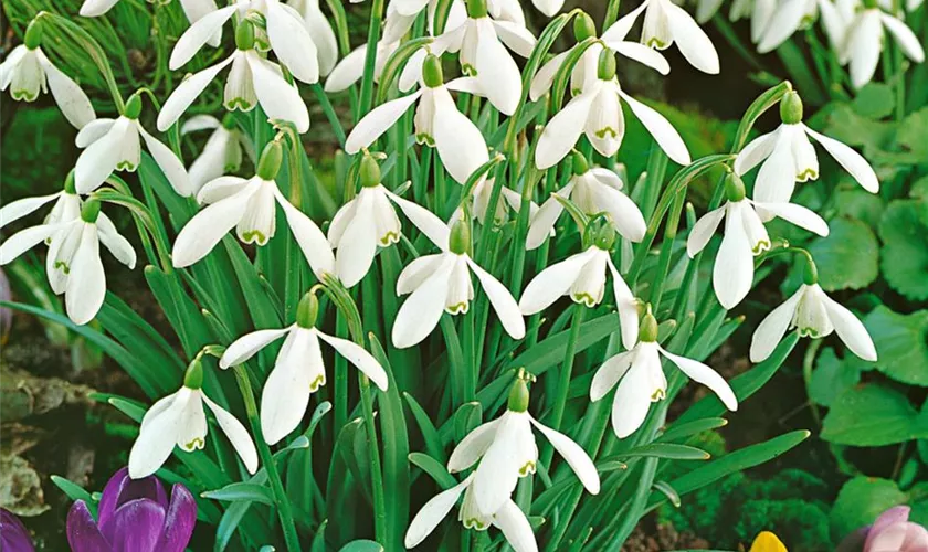 Galanthus nivalis 'Atkinsi'