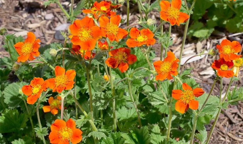 Geum coccineum 'Werner Arends'