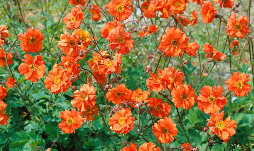 Geum coccineum 'Feuermeer'