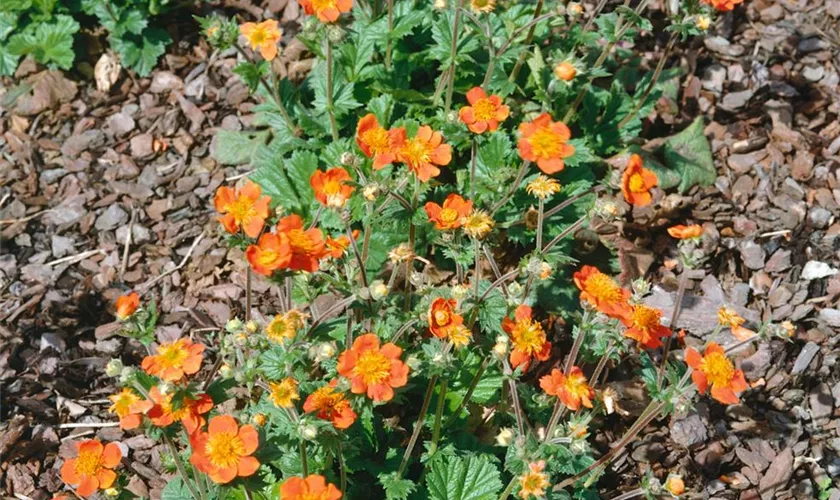 Geum coccineum 'Nonna'®