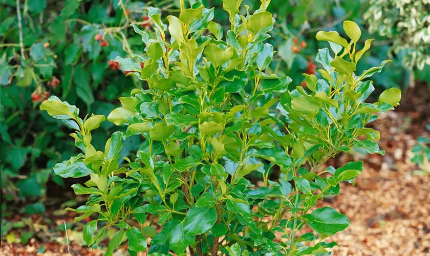 Griselinia littoralis