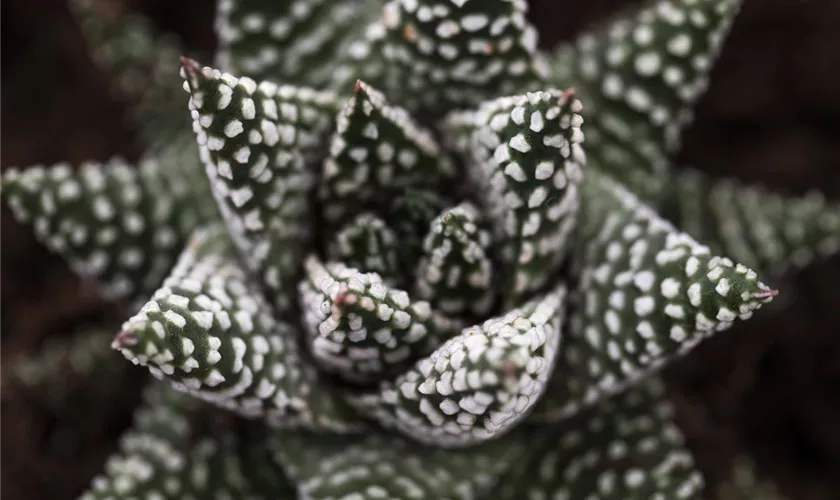 Haworthia 'Royal Albert'