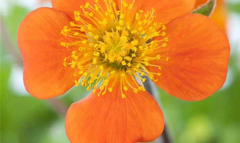 Geum coccineum 'Borisii'