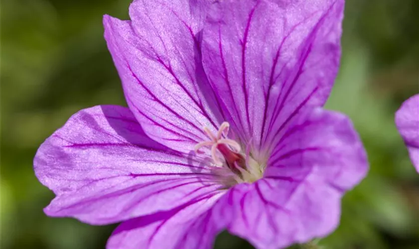 Storchschnabel 'Blushing Turtle®'