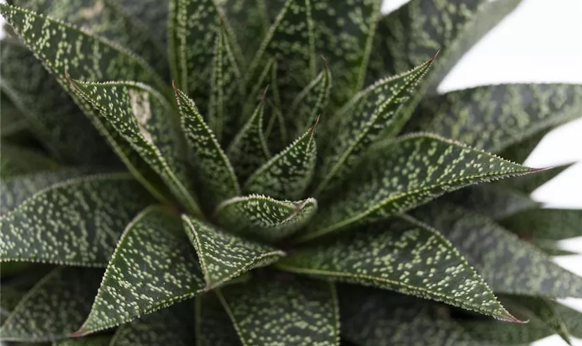 Haworthia 'Universe'