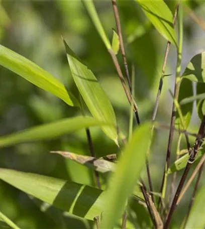 Bambus – das exotische Multitalent im Garten