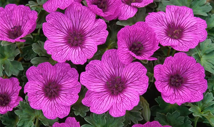 Geranium cinereum 'Memories'