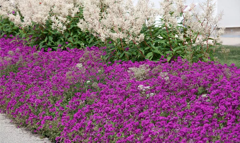 Geranium cinereum 'Violacea'