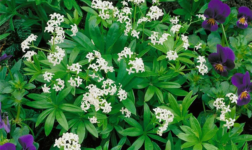 Galium odoratum 'Mystische Zauber'