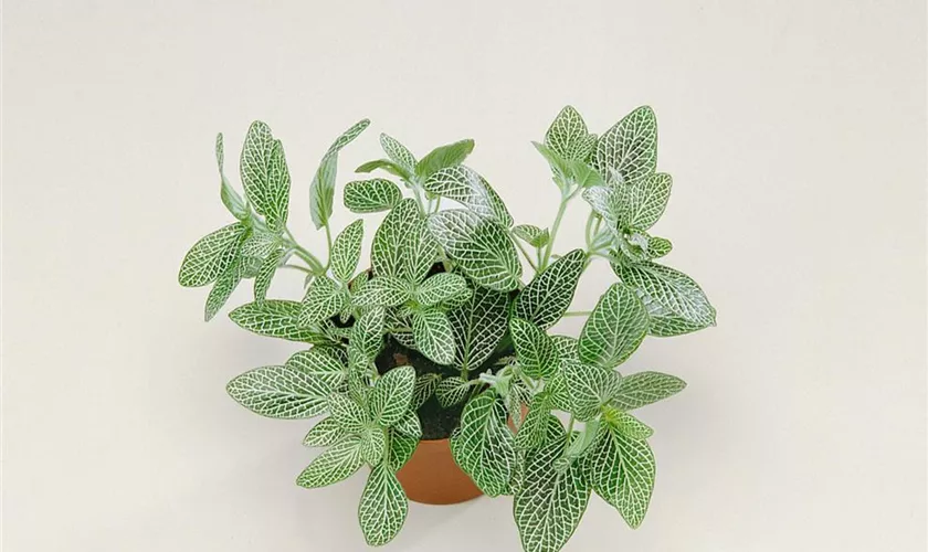 Fittonia albivenis 'White Anne'