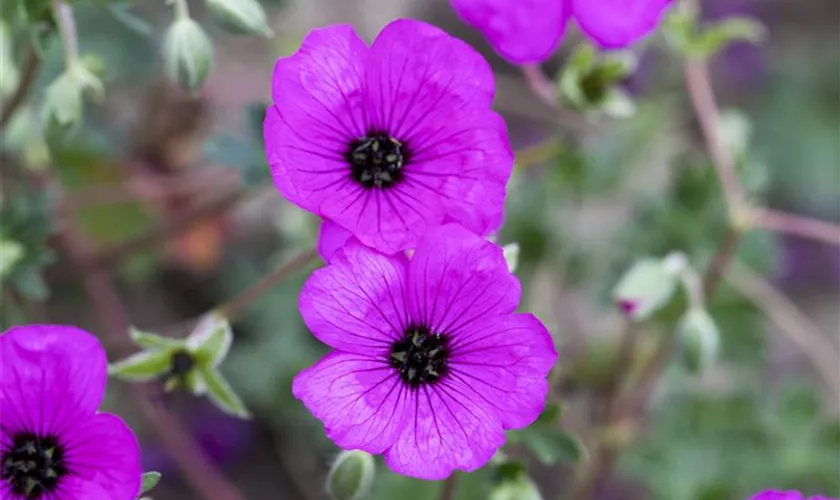 Geranium cinereum 'Carol'®