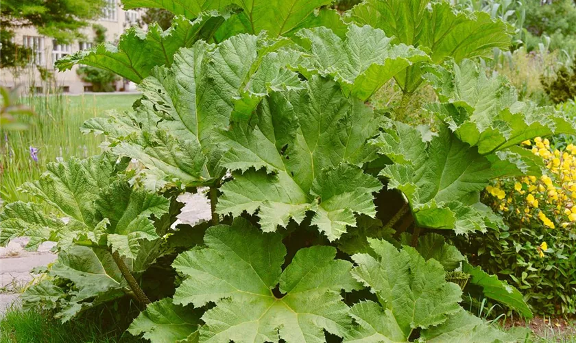 Gunnera tinctoria