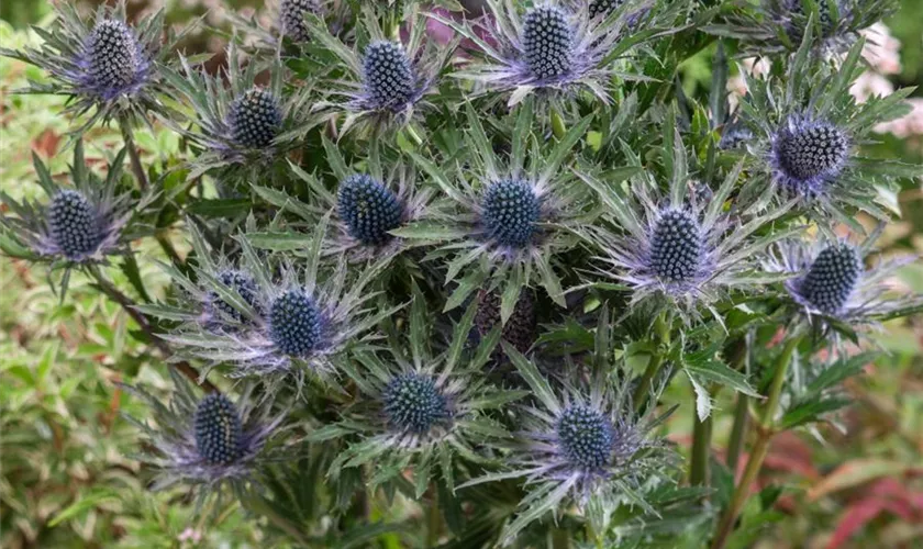 Garten-Mannstreu 'Blue Star'