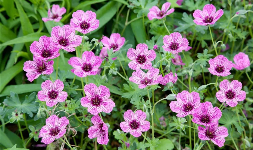 Geranium cinereum 'Laurence Flatman'