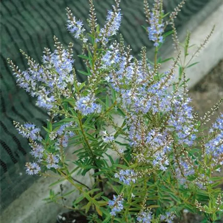 Strauchveronika 'Bowles Hybride'