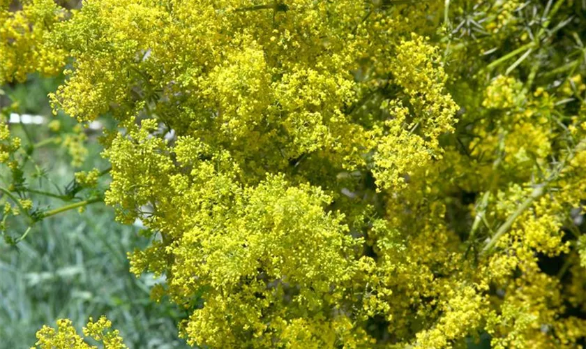 Galium verum