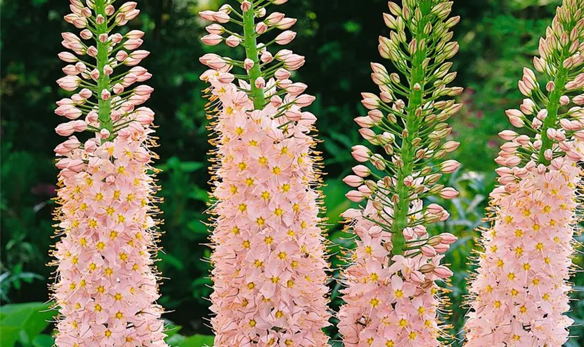 Steppenkerze 'Rosea'