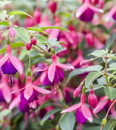 Fuchsien als Blickfang