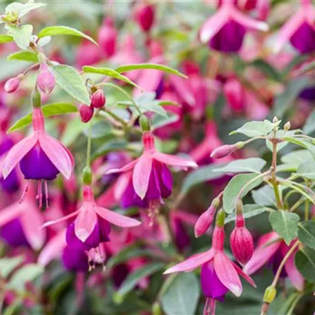 Fuchsien – exotische Schönheiten für Balkon und Garten