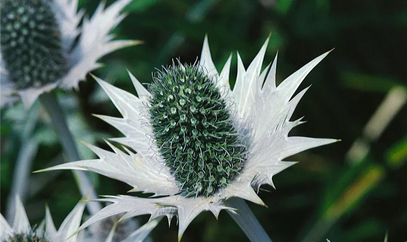 Eryngium giganteum