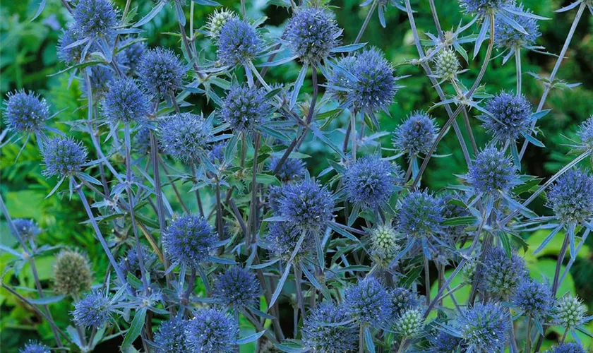 Eryngium planum 'Blauer Zwerg'