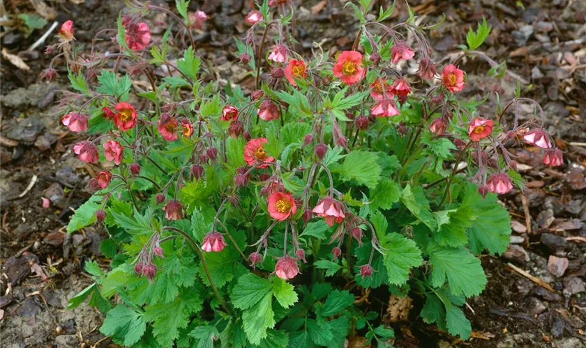 Geum rivale 'Flames of Passion'®