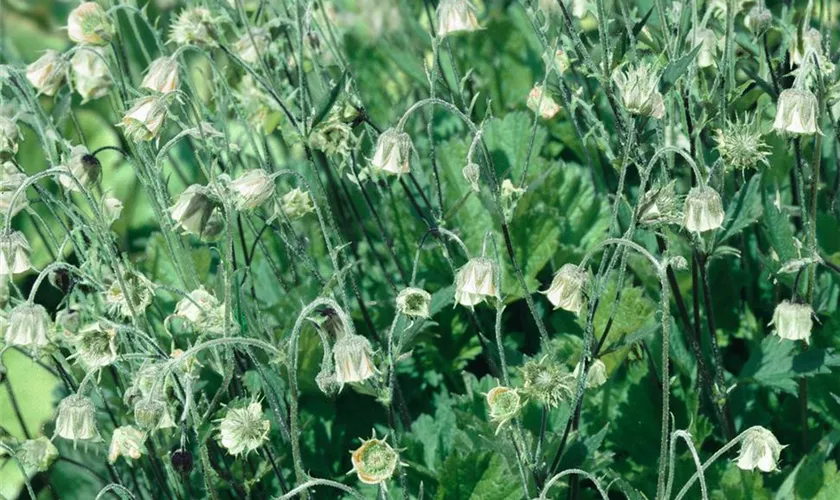 Geum rivale 'Album'