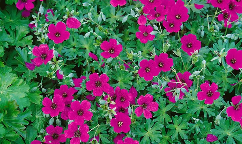 Geranium cinereum var. subcaulescens 'Giuseppii'