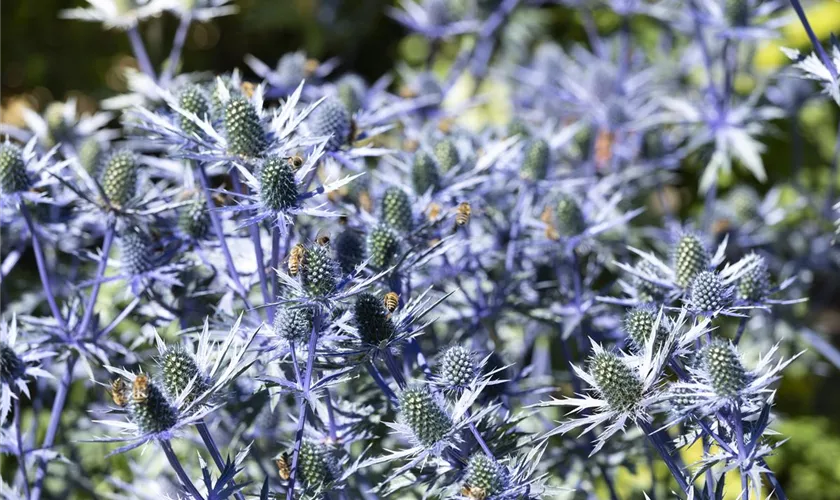 Eryngium planum 'Magical Anita'