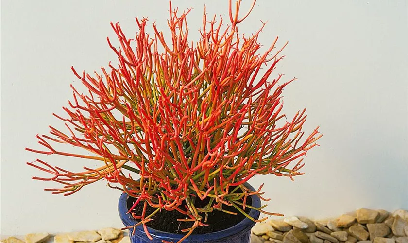 Euphorbia tirucalli 'Firesticks'