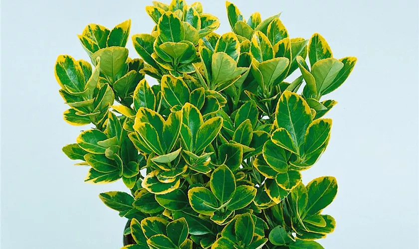 Euonymus japonicus 'Microphyllus Aureomarginatus'