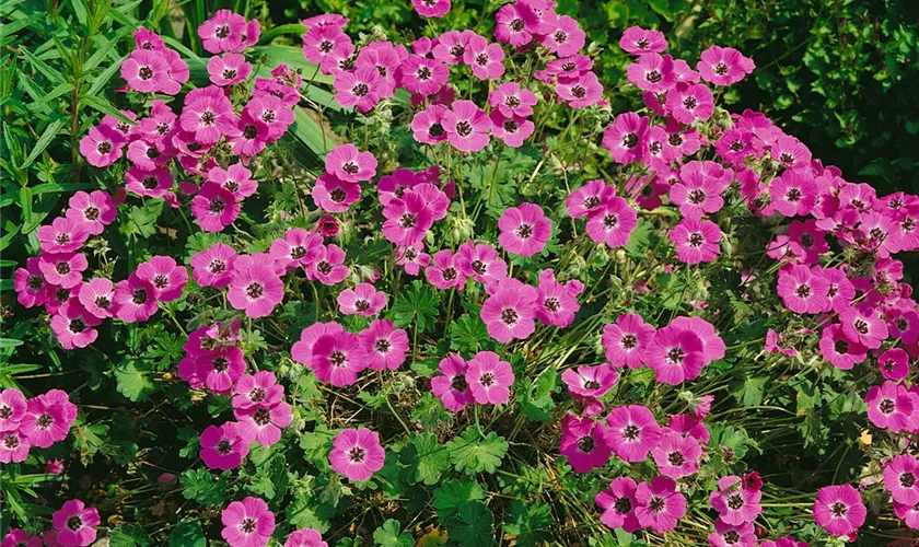 Geranium cinereum var. subcaulescens 'Splendens'