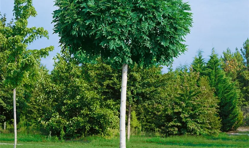 Fraxinus excelsior 'Nana'